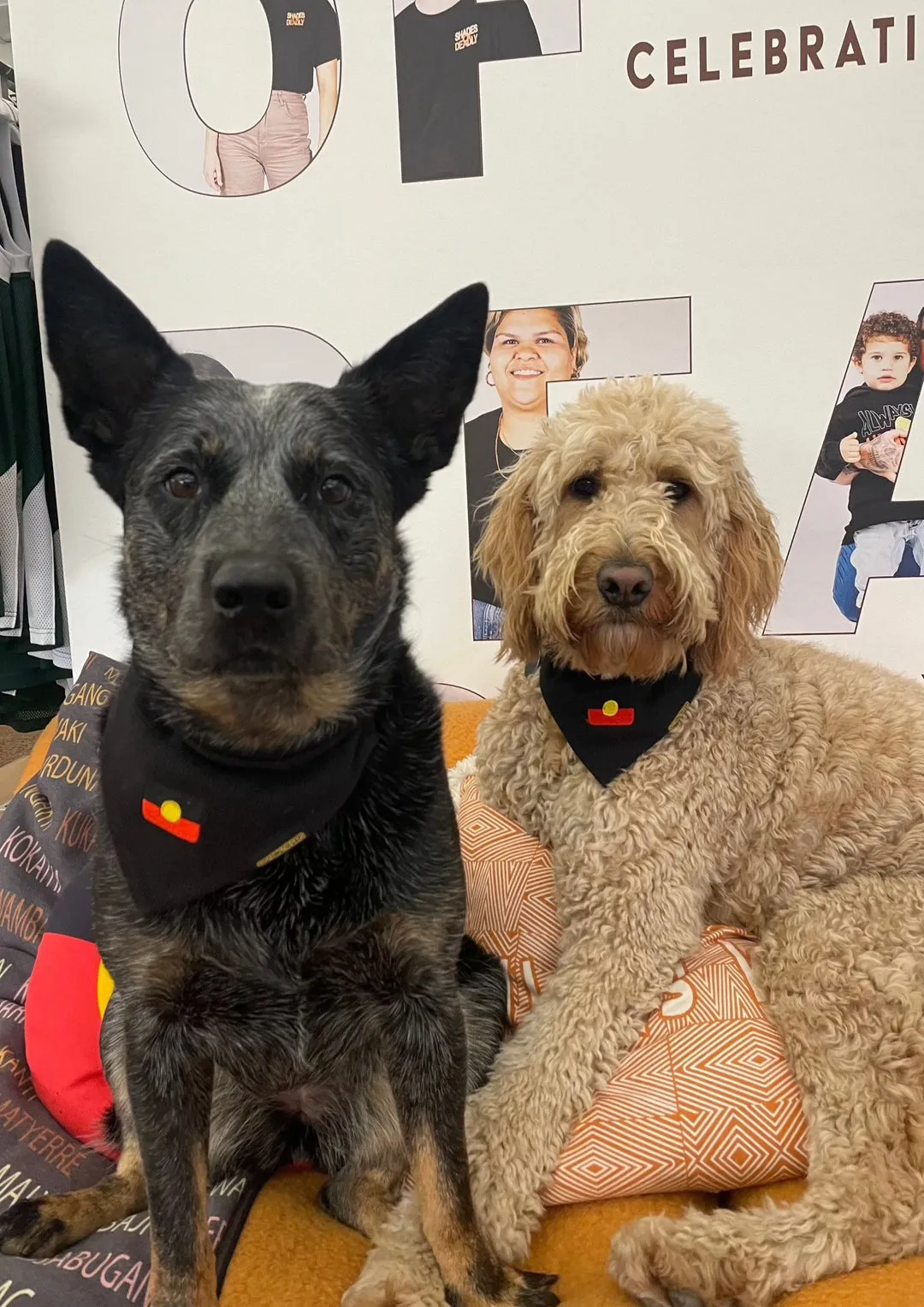 Aboriginal Flag Pet Scarf